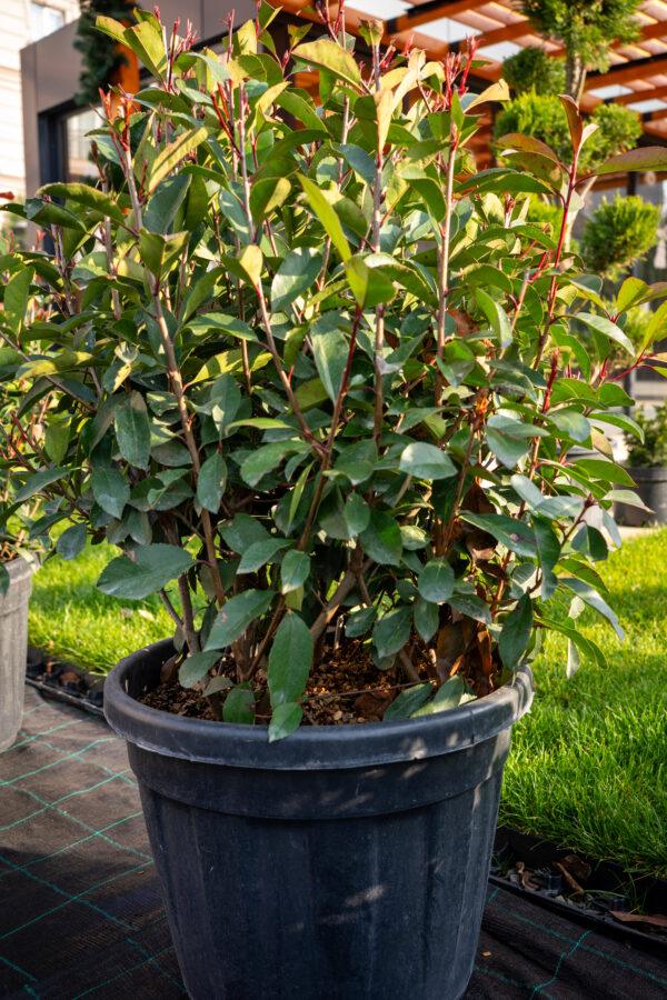 Photinia fraseri red robin PALLA