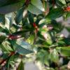 Photinia fraseri Robusta 1/4 FUSTO 2