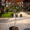 Photinia fraseri Robusta 1/4 FUSTO