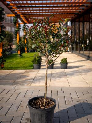 Photinia fraseri Robusta 1/4 FUSTO