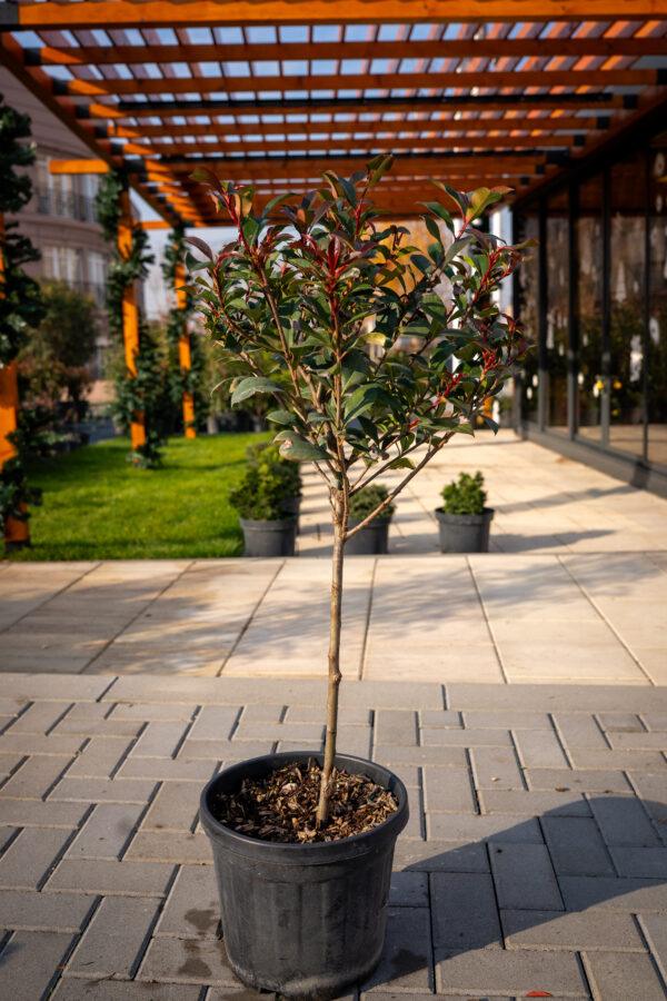 Photinia fraseri Robusta 1/4 FUSTO