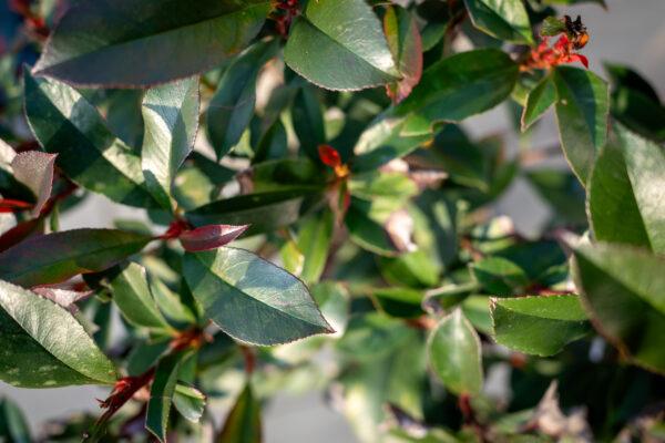 Photinia fraseri Robusta 1/4 FUSTO 2