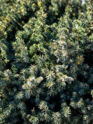 Picea omorika "Karel" 1