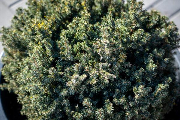 Picea omorika "Karel" 1