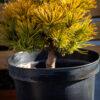 Pinus mugo "Winter Gold"