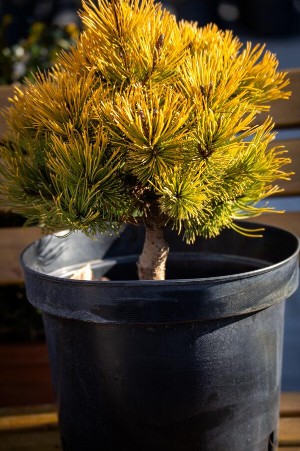 Pinus mugo "Winter Gold"