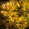 Pinus mugo "Winter Gold" 1