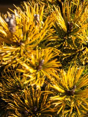 Pinus mugo "Winter Gold" 1