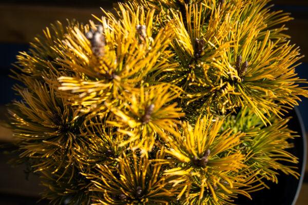 Pinus mugo "Winter Gold" 1