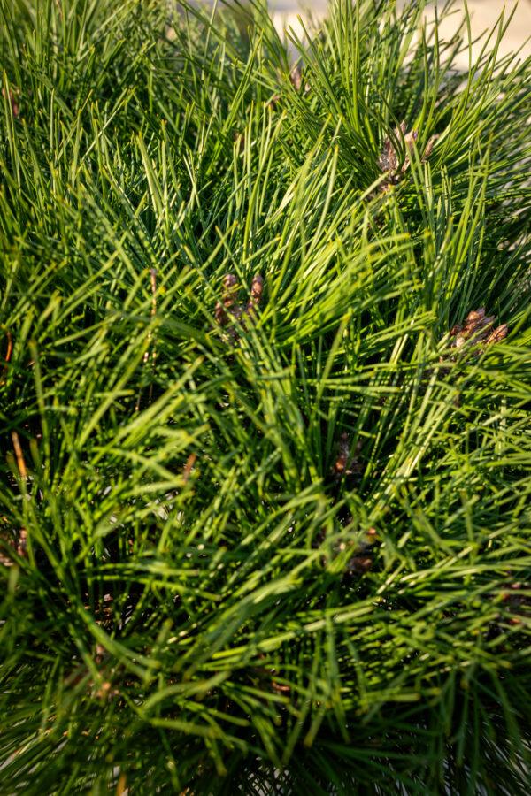 Pinus nigra brepo FUSTO 1