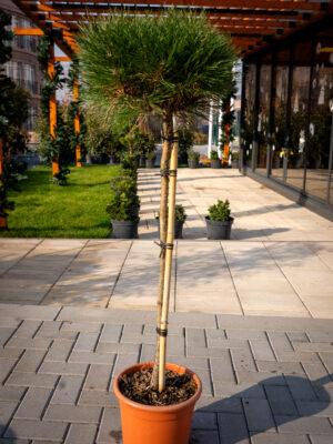 Pinus nigra brepo FUSTO