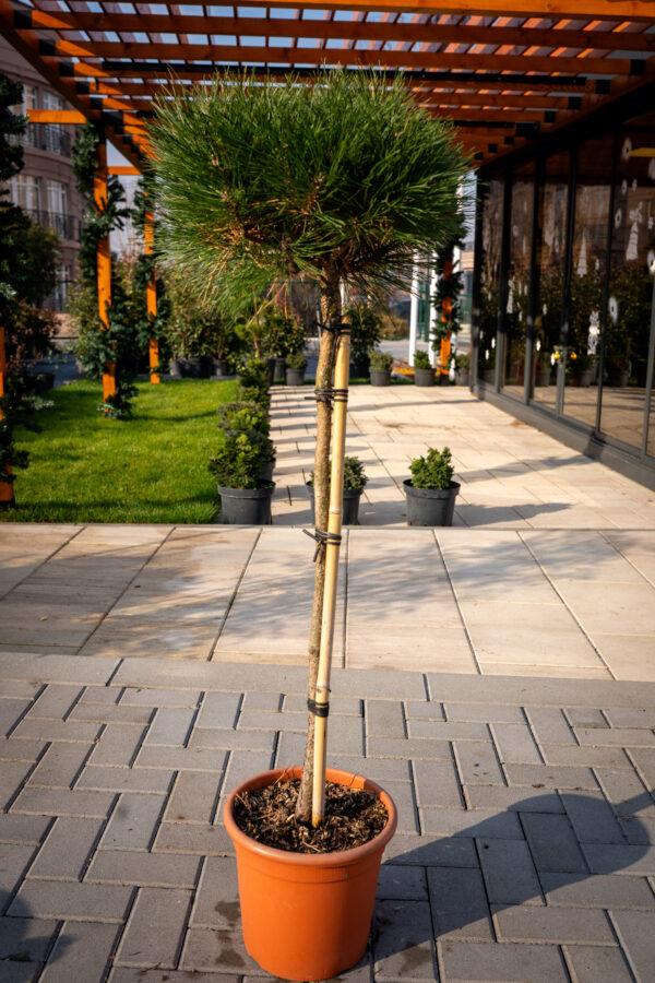 Pinus nigra brepo FUSTO