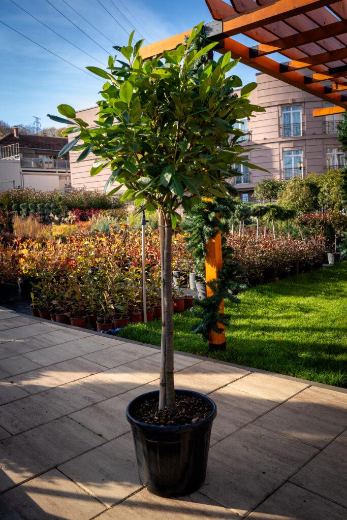 Prunus laurocerasus novita 1/2
