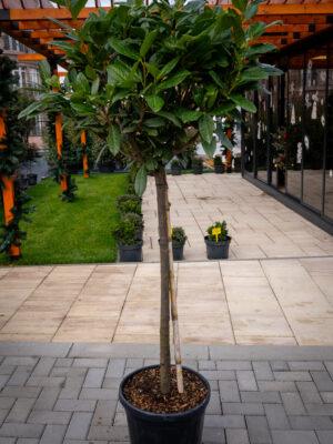 Prunus laurocerasus novita 1/2 2