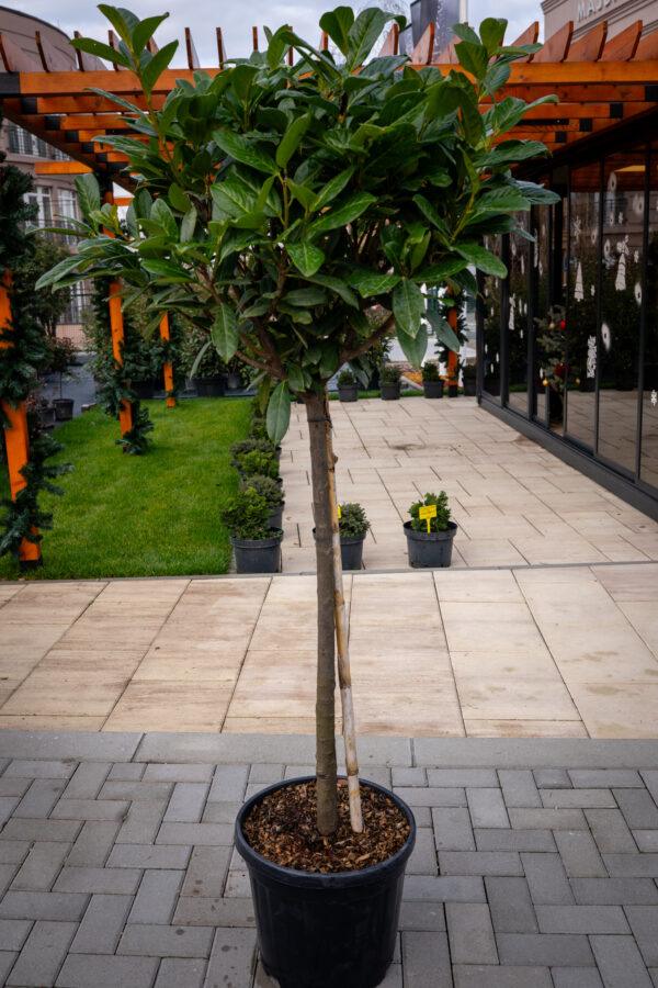 Prunus laurocerasus novita 1/2 2