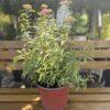 Spirea japonica "Gold flame"