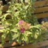 Spirea japonica "Gold flame"