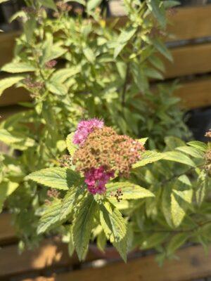 Spirea japonica "Gold flame"