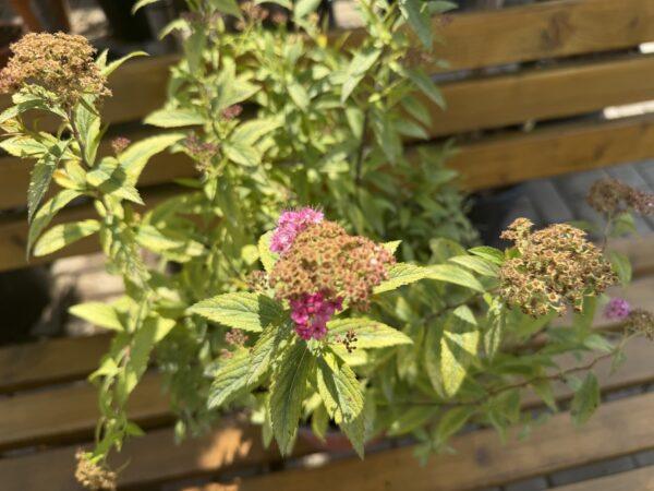 Spirea japonica "Gold flame"