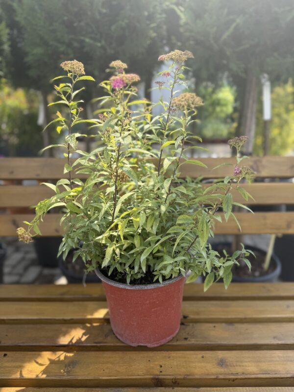 Spirea japonica "Gold flame"