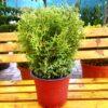 Thuja occidentalis "Globosa"