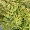 Thuja occidentalis "Globosa"