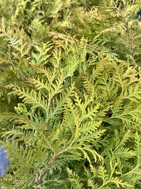Thuja occidentalis "Globosa"