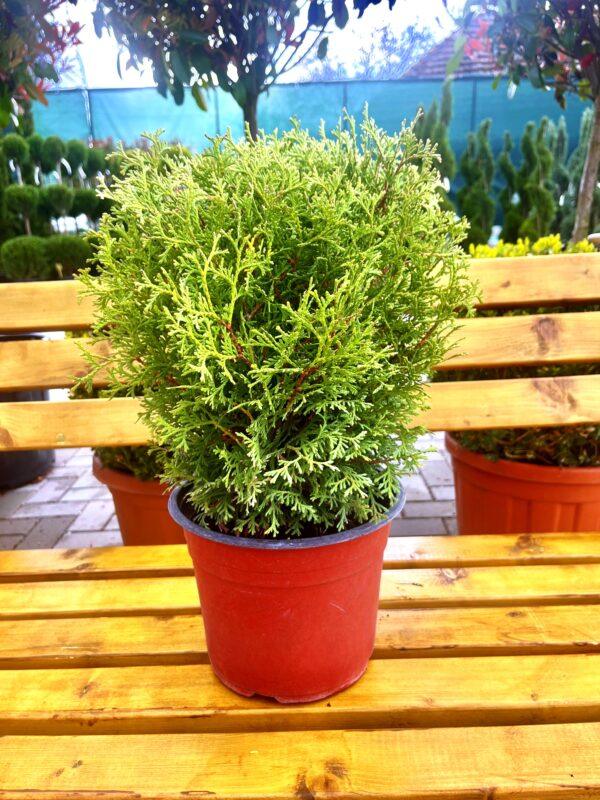 Thuja occidentalis "Globosa"