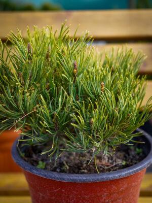 Pinus nigra