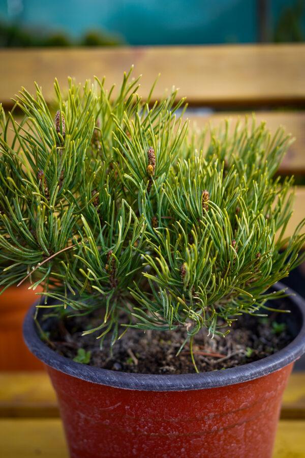 Pinus nigra
