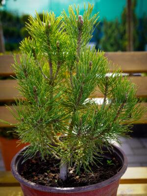 Pinus "Mugo"