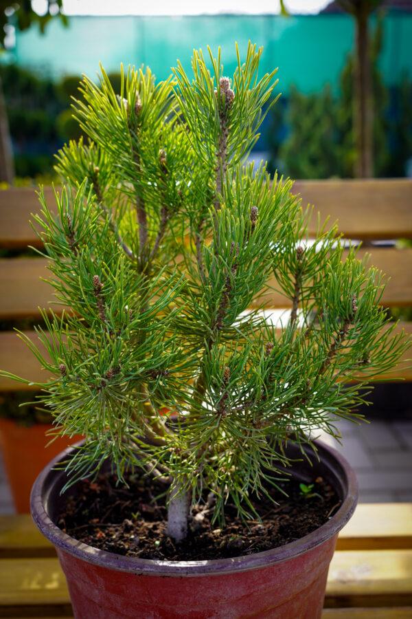 Pinus "Mugo"