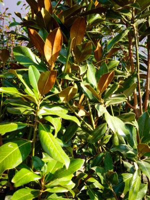 Magnolia grandiflora