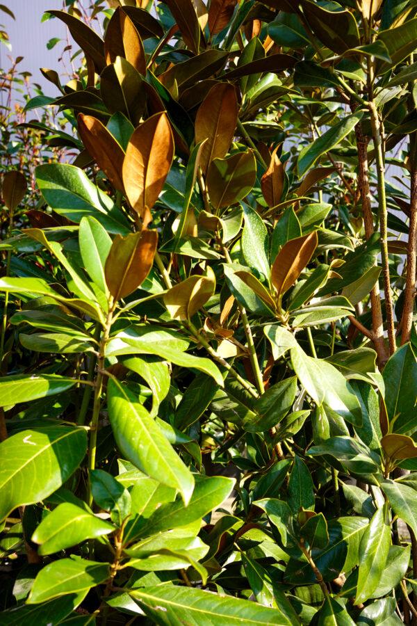 Magnolia grandiflora