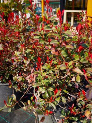 Photinia fraseri "Little Red Robin"