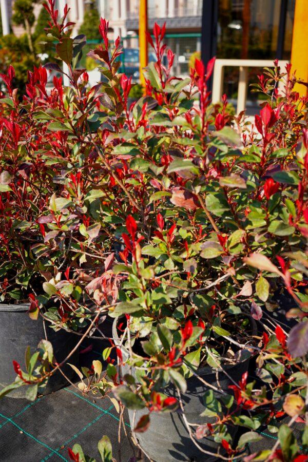 Photinia fraseri "Little Red Robin"