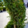 Cupressocyparis leylandii "Spirala"
