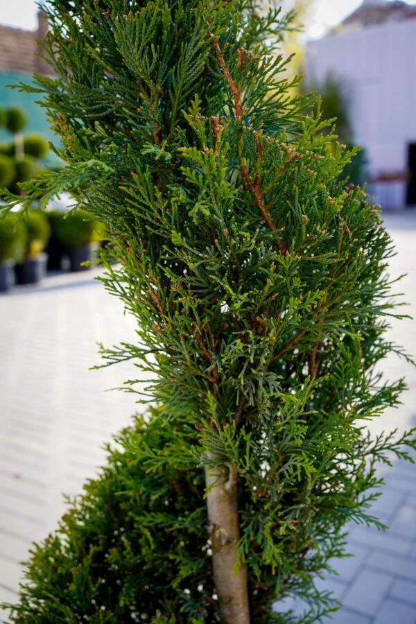 Cupressocyparis leylandii "Spirala"