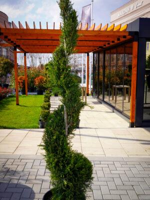 Cupressocyparis leylandii "Spirala"