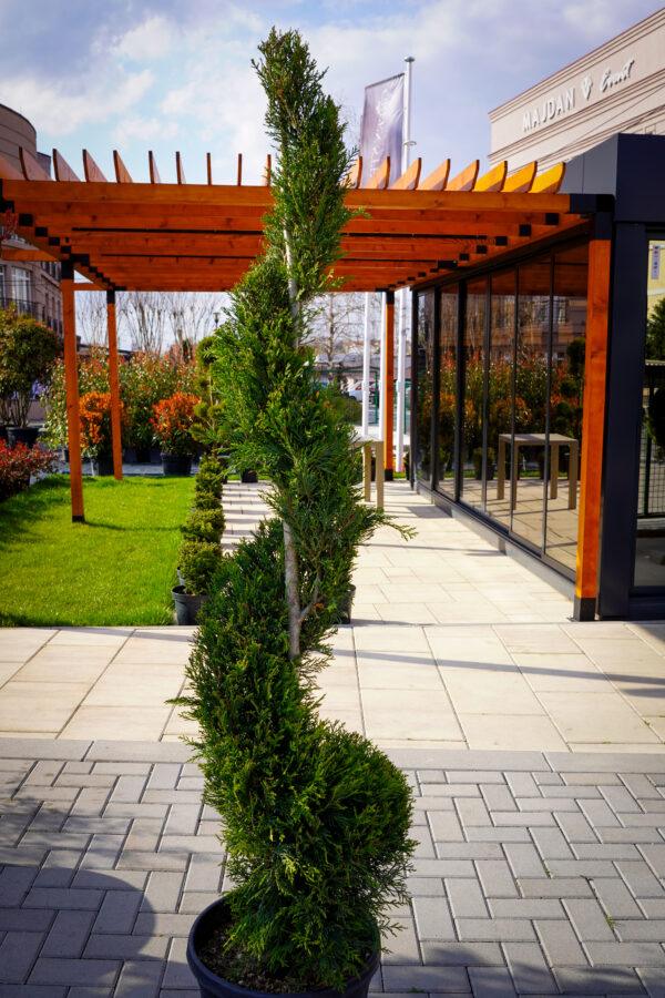 Cupressocyparis leylandii "Spirala"