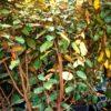 Elaeagnus "Compacta"