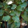 Elaeagnus "Compacta"