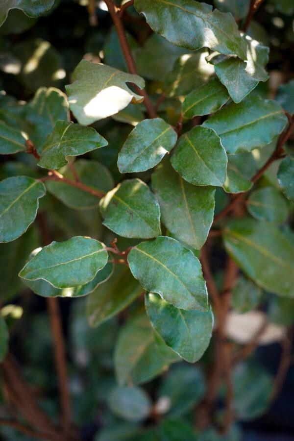 Elaeagnus "Compacta"