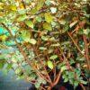 Elaeagnus "Compacta"