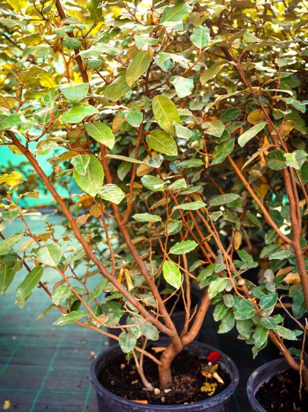 Elaeagnus "Compacta"