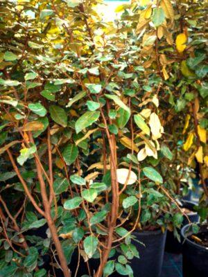 Elaeagnus "Compacta"