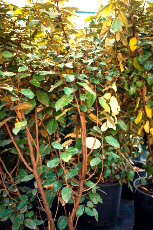 Elaeagnus "Compacta"