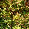 Viburnum tinus "Grandiflora"