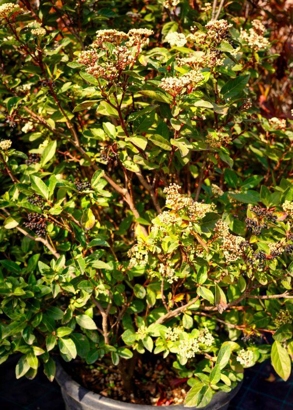 Viburnum tinus "Grandiflora"