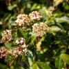 Viburnum tinus "Grandiflora"